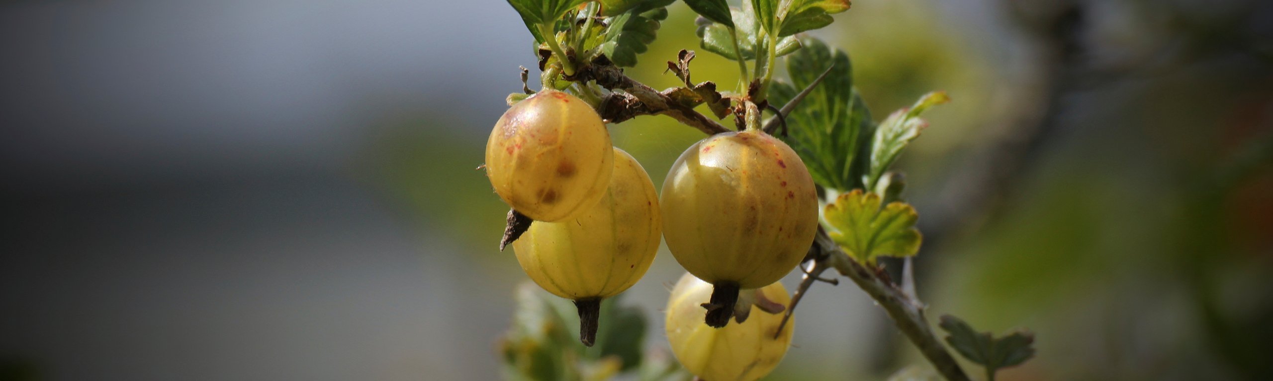 Gooseberry and Almond Compote
