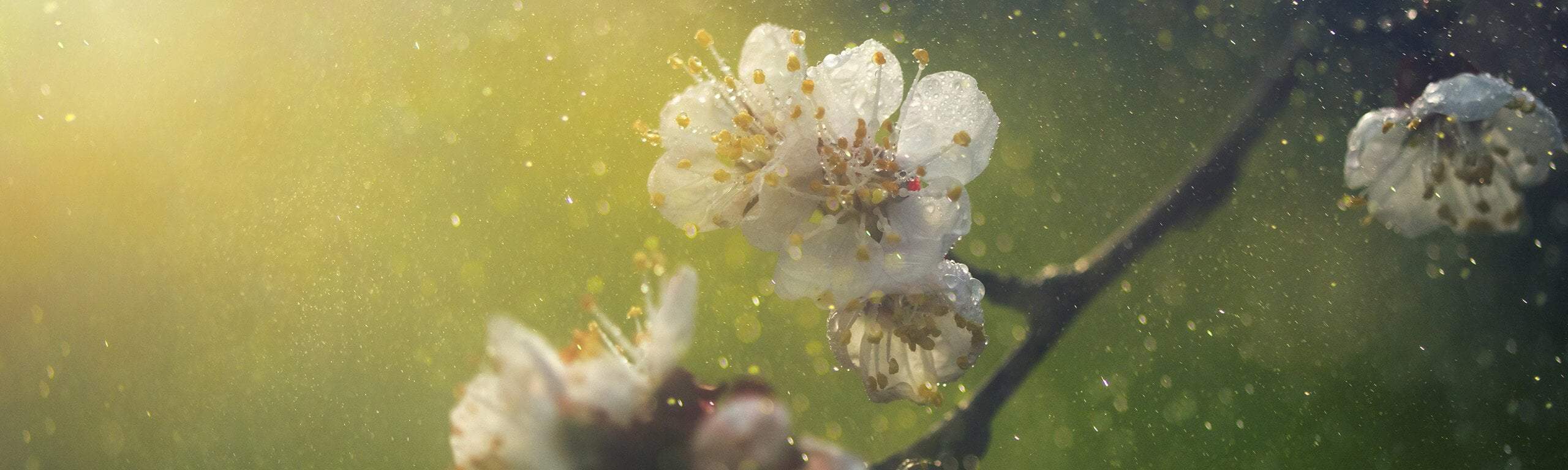 6 Natural approaches to help combat hayfever