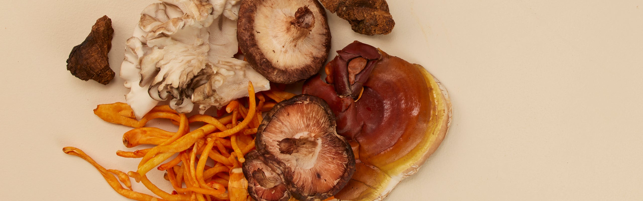 The Magic of Functional Mushrooms