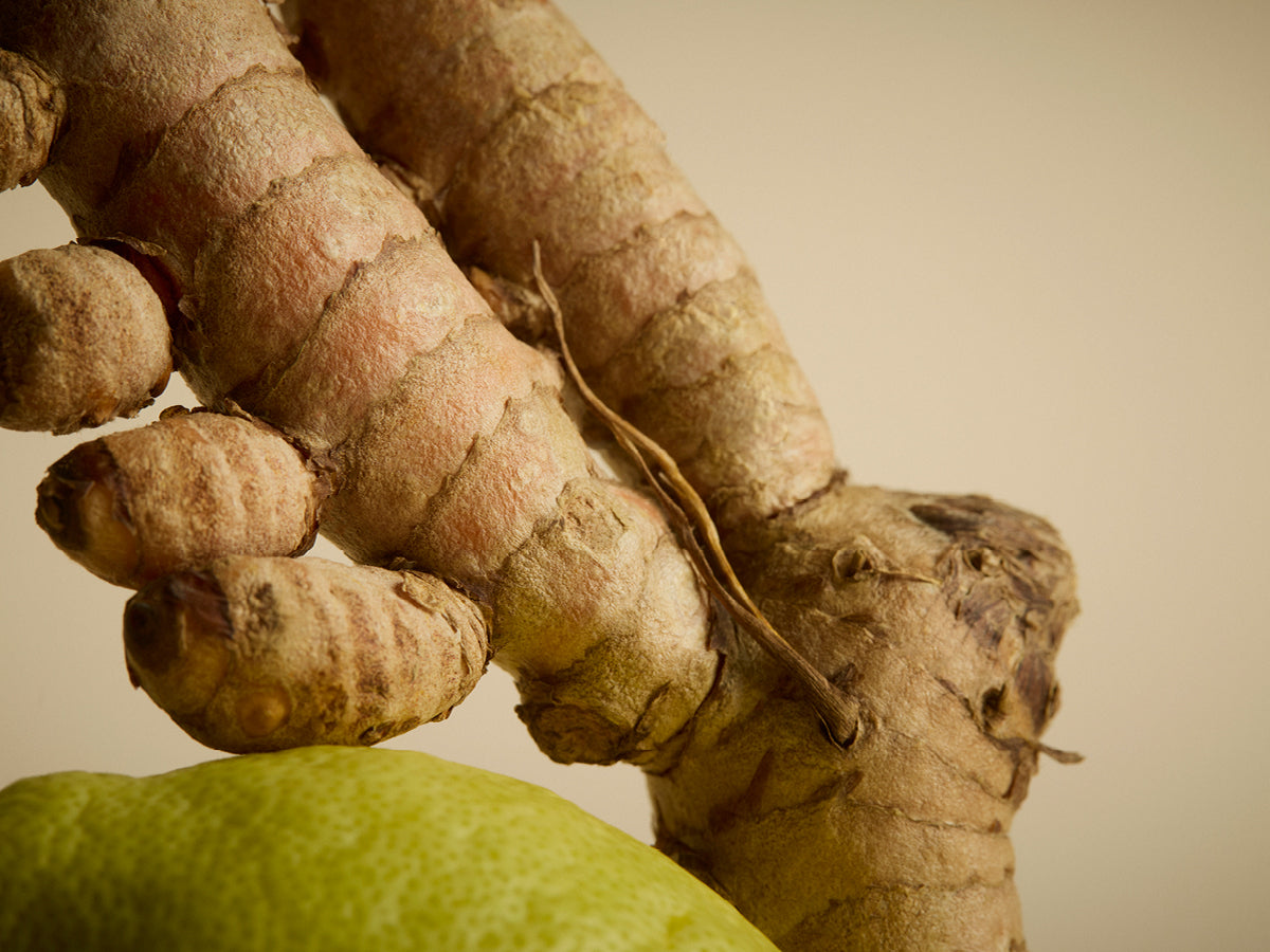 Fresh turmeric root used for organic curcumin supplement with natural antioxidant benefits