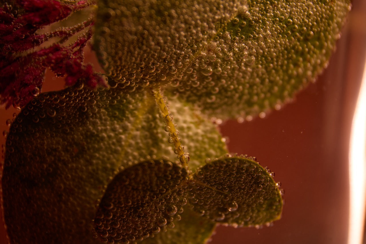 Food Grown Supplements - Wild Nutrition
